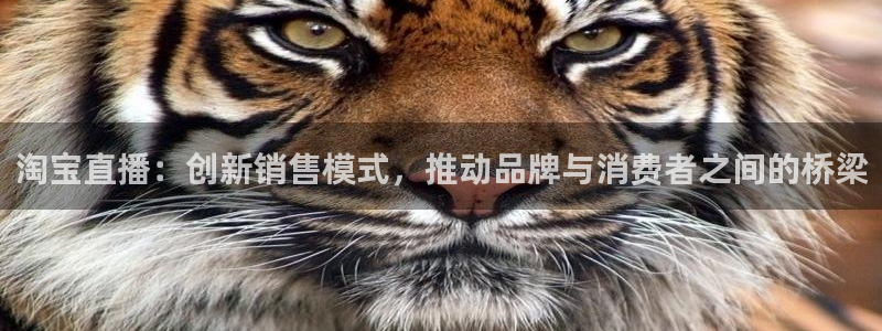 球神nba直播